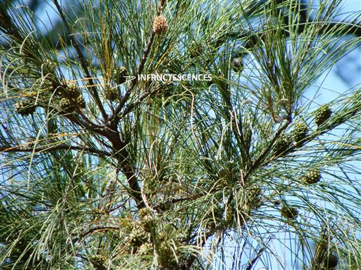 Casuarina equisitifolia